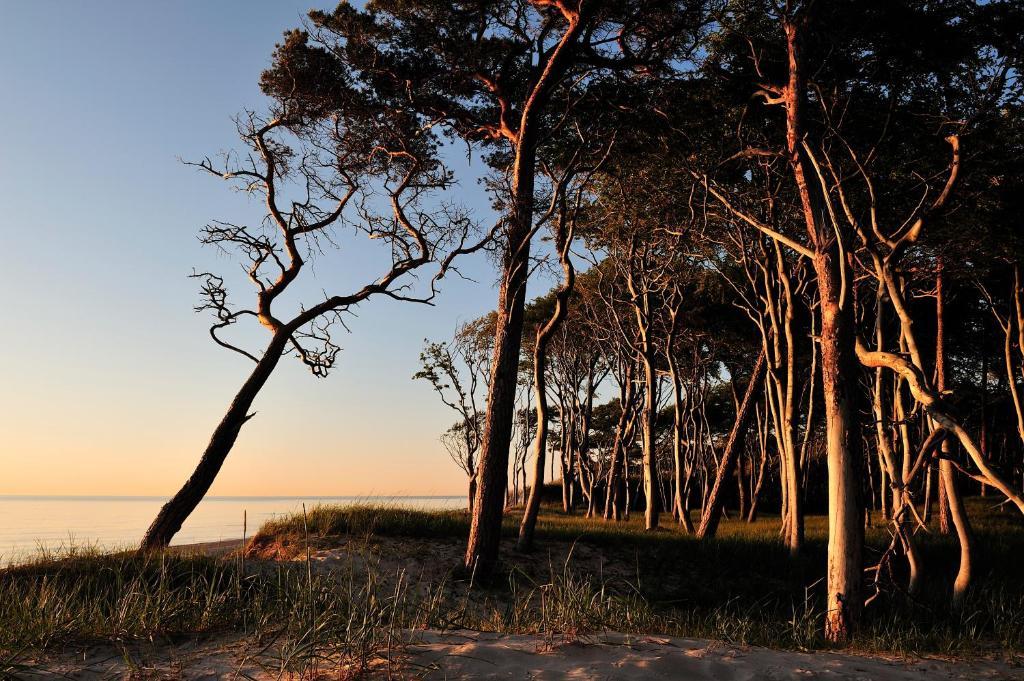 Hotel & Restaurant Seebruecke Zingst Oda fotoğraf